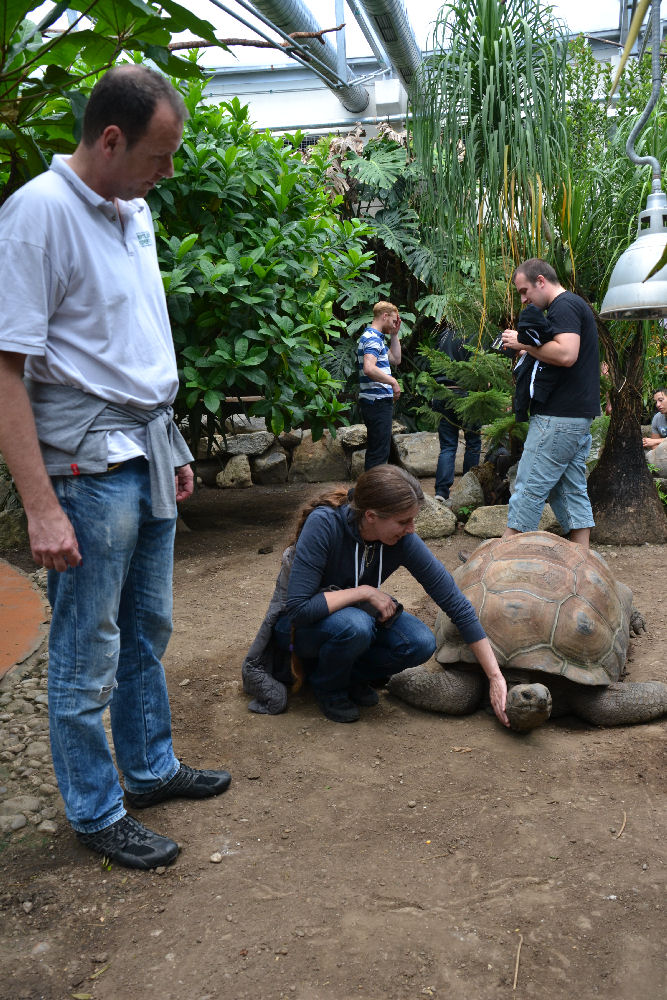 Seychellen-Riesenschildkröten