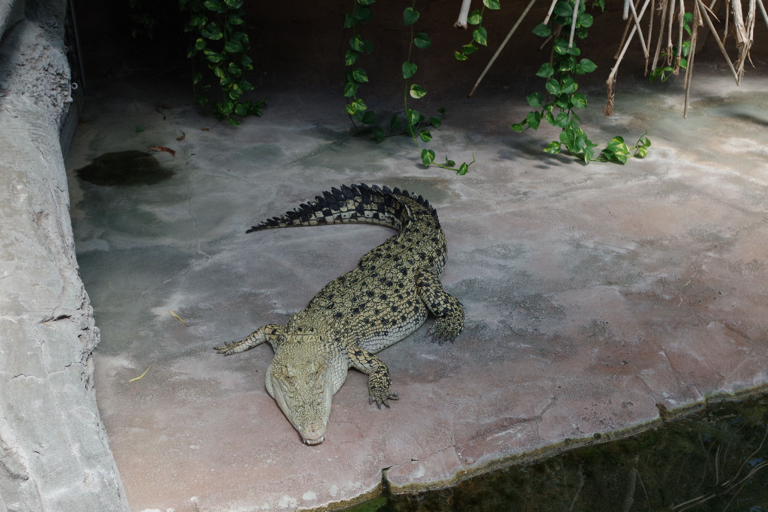 weiblicher Porosus-Albino