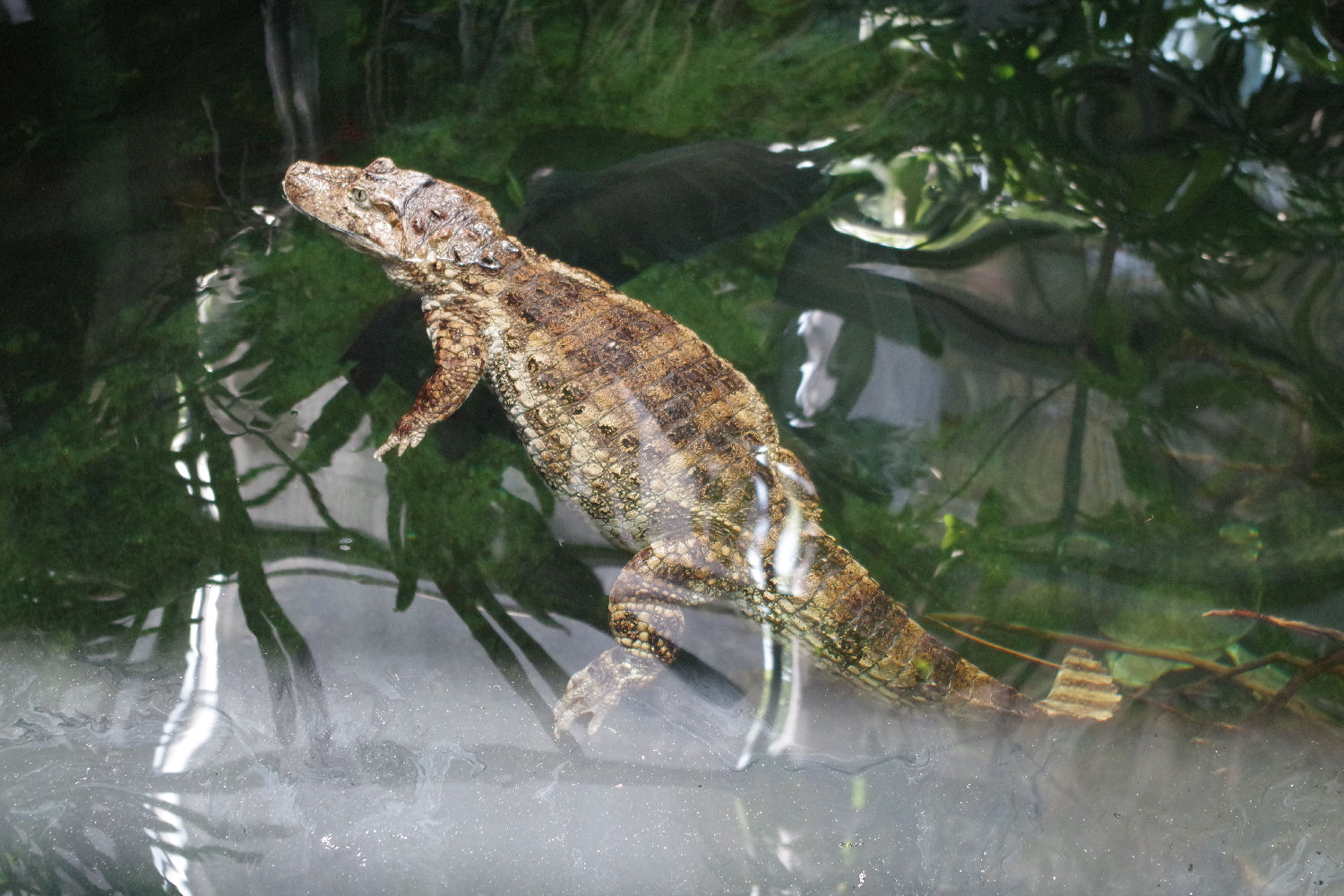 Caiman latirostis